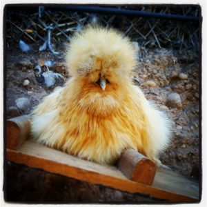 A Napping Piper the silkie