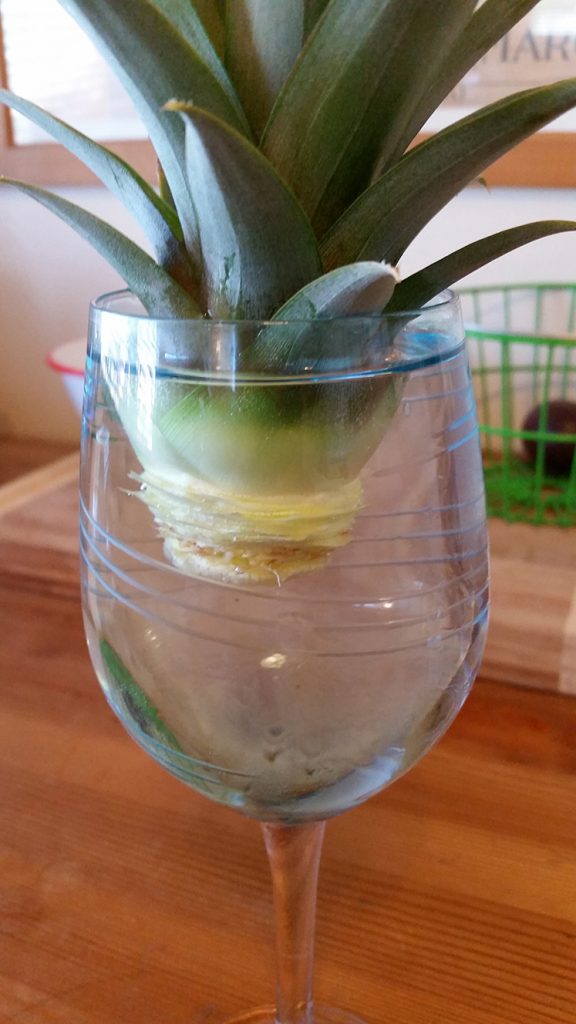 the-pineapple-express-how-to-grow-and-propagate-a-pineapple-over-and