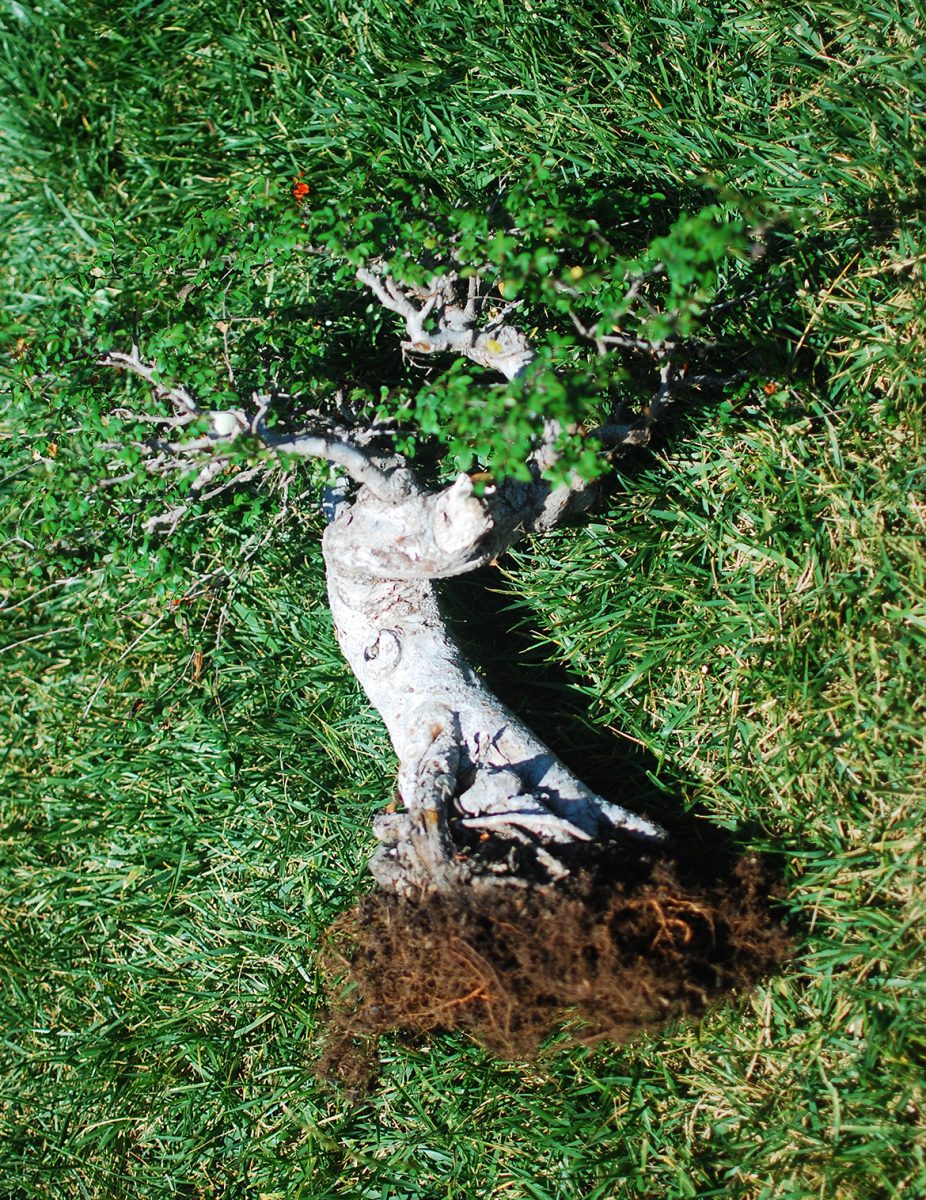 11_Chinese Elm Trimmed Roots 2