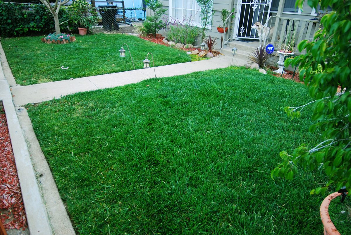 1_Bermuda Grass_Front Lawn