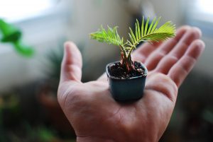 Mini little Sago Palm