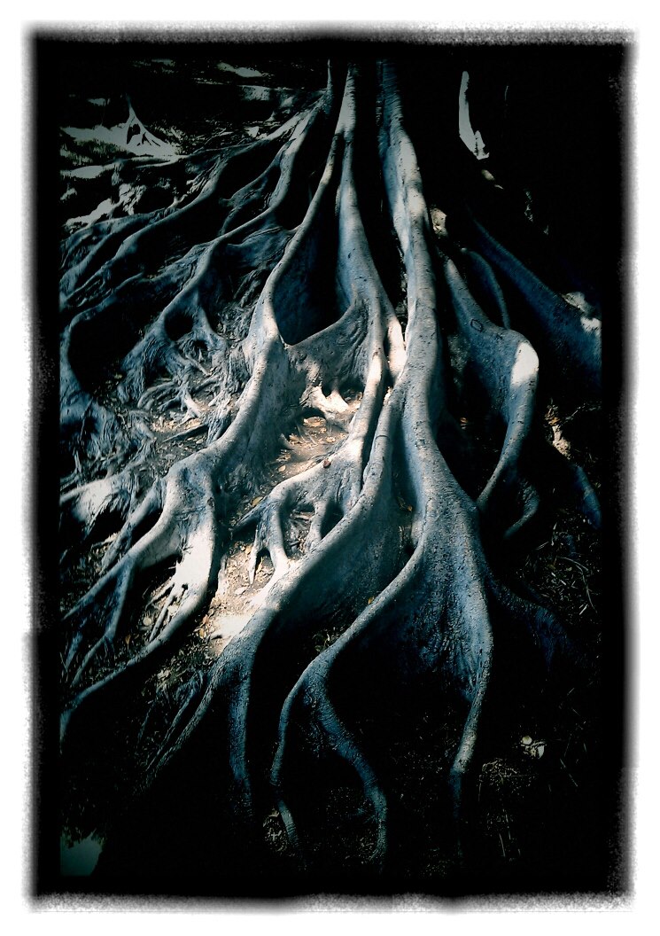 Moreton Bay Fig Roots
