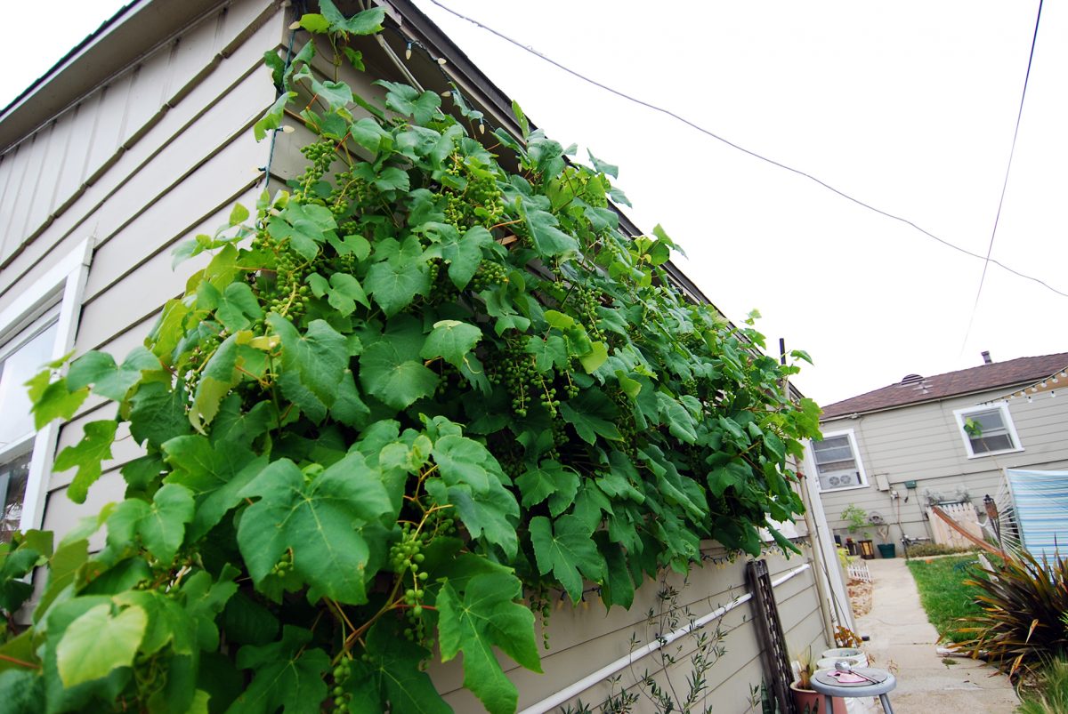 Grapevine Patio_Wall of Grapes 2