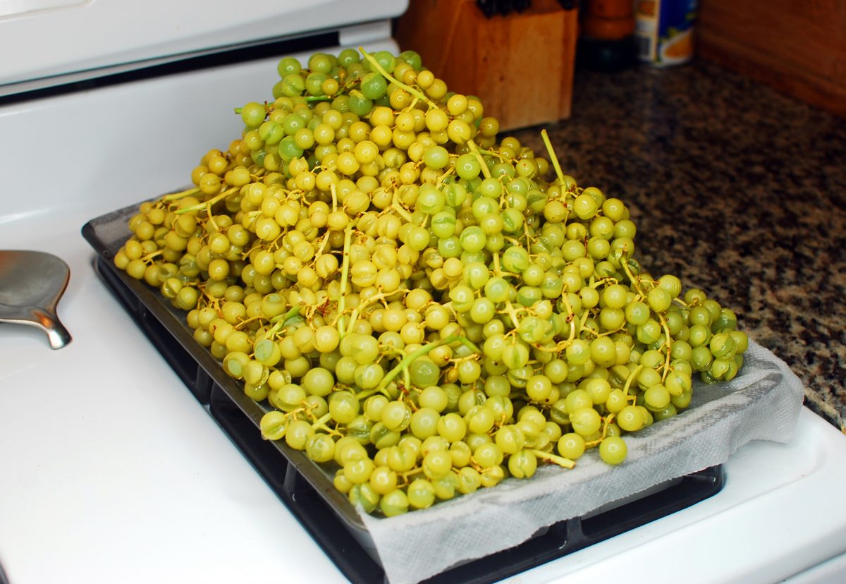 How to Make Organic Raisins 010_Blanched Niagara Grapes