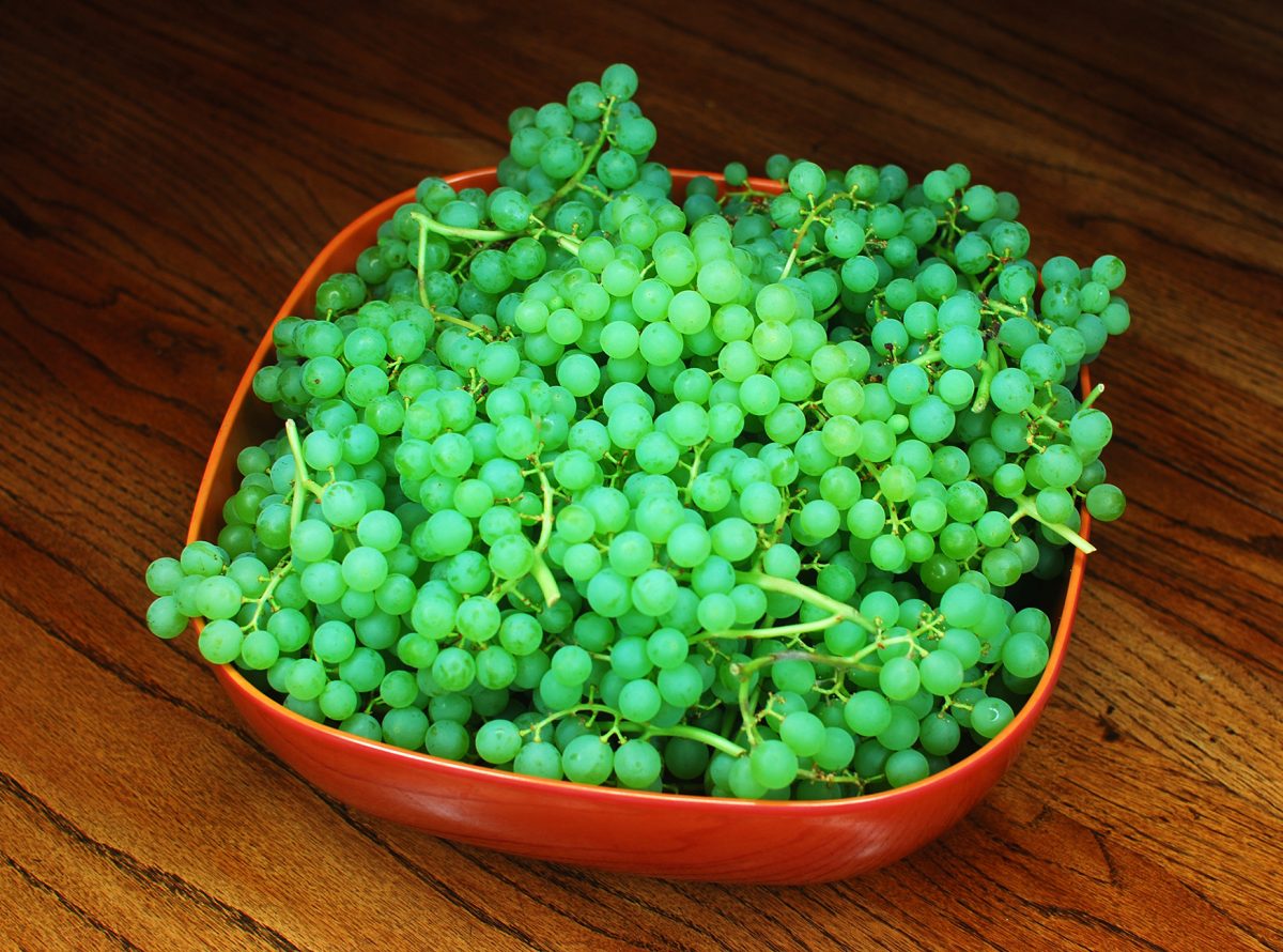 How to Make Organic Raisins 01b_Niagara Grapes