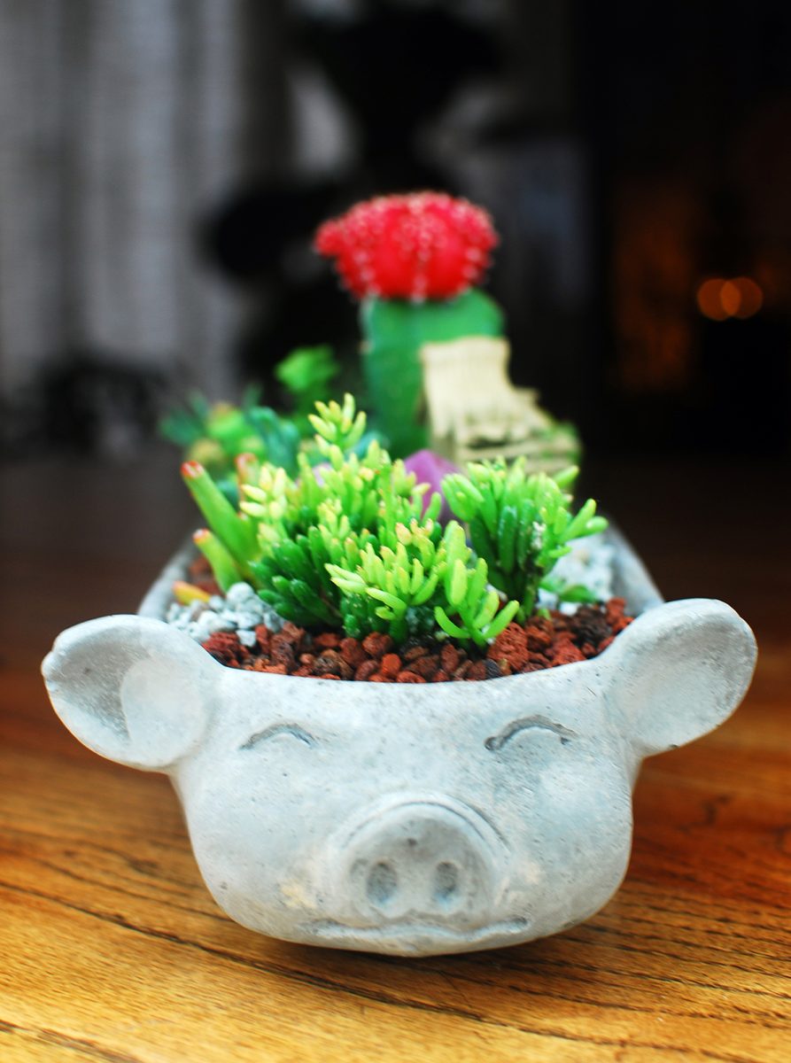 Little Pig Succulent Garden 02_Close Up of the Pig Face
