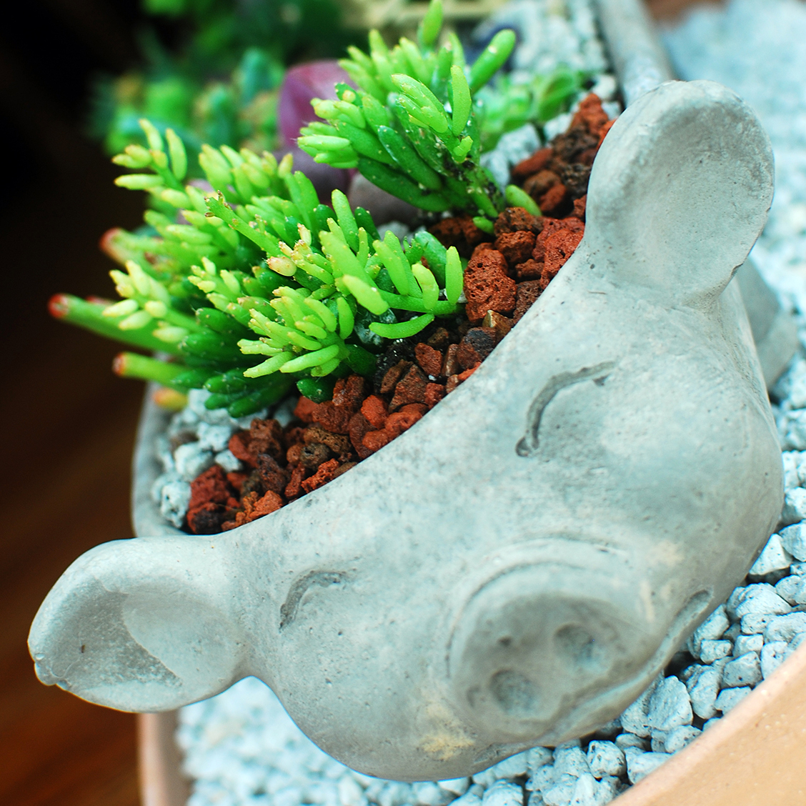 Little Pig Succulent Garden 07_Happy pig