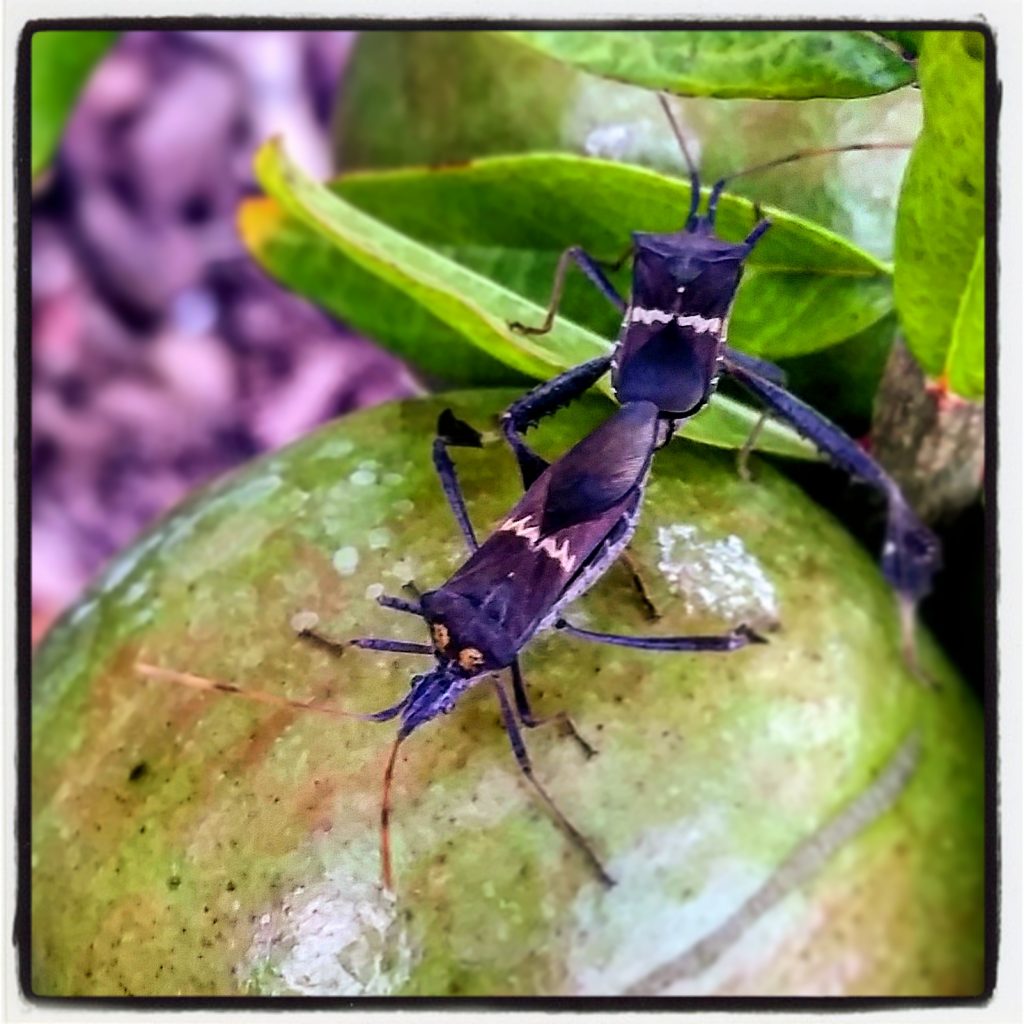 leaf-footed-bug-mind-your-dirt