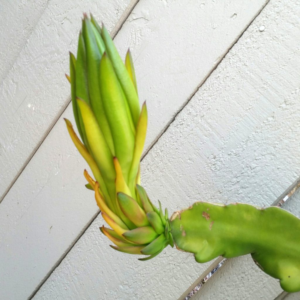 Enter the Dragon: A Time-lapse of a Dragon Fruit Flower Blooming – Mind ...