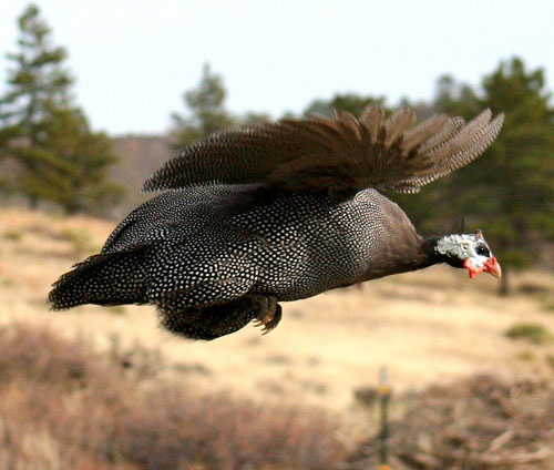 Guinea fowl in flight
