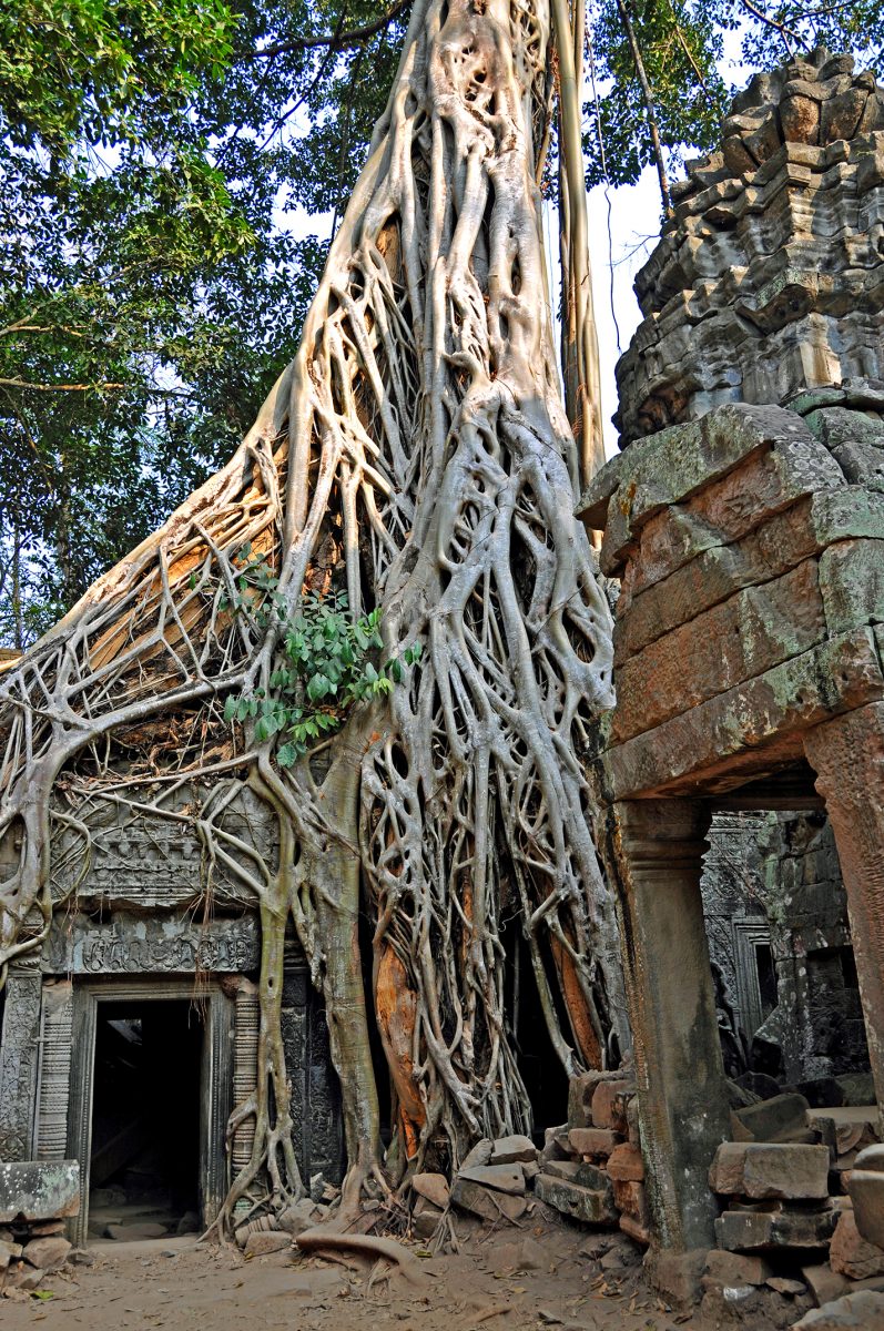 help-my-plant-is-healthy-2c_ruins_of_ta_prohm_cambodia